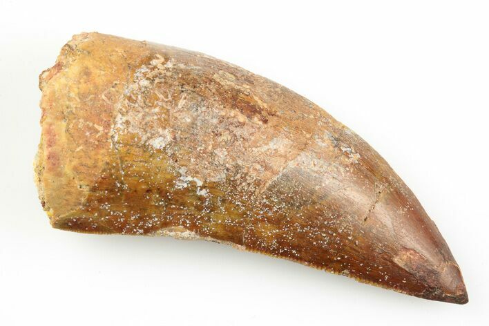 Serrated, Carcharodontosaurus Tooth #192808